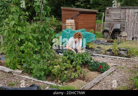 Une femme travaillant sur une allotement qui tend une parcelle de légumes Banque D'Images