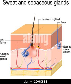 Glandes sudoripares (apocrine, eccrine) et glandes sébacées. Coupe transversale de la peau humaine avec follicule pileux, vaisseaux sanguins et glandes. Diagramme vectoriel Illustration de Vecteur