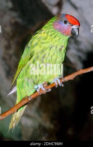 Lorikeet de Goldie, Veilchenlori, Psitteuteles goldiei, lóri Banque D'Images