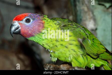 Lorikeet de Goldie, Veilchenlori, Psitteuteles goldiei, lóri Banque D'Images