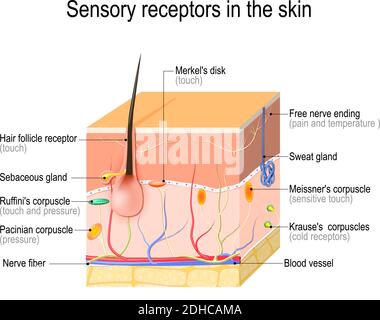 récepteurs sensoriels dans la peau. La pression, les vibrations, la température, la douleur et les démangeaisons sont transmises par des organes réceptifs et des nerfs spéciaux. Vecteur Illustration de Vecteur
