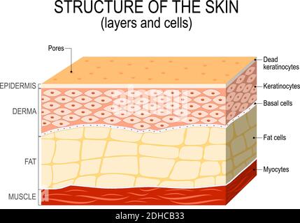 Anatomie De L'épiderme. Couches Et Structure Cellulaire De La Peau ...