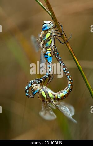 Deux processus d'accouplement de libellules. Macro photographie prise dans UNE Corogne Espagne Banque D'Images