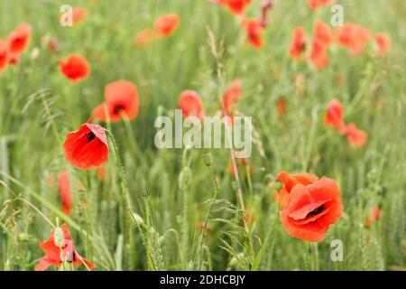 Coquelicots sauvages rouge vif poussant dans le champ de blé vert, têtes de fleurs humides de la pluie Banque D'Images