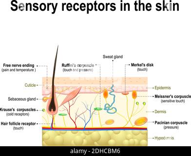 système sensoriel humain dans la peau. Pression, vibration, température et douleur Illustration de Vecteur