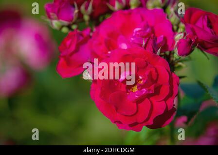 rose arbuste rouge riche en fleur, gros plan Banque D'Images