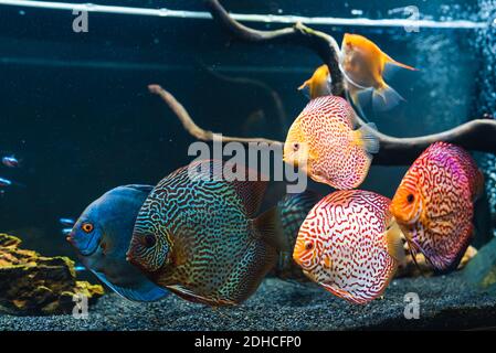 Poissons colorés des spièces Symphysodon discus dans l'aquarium. Banque D'Images