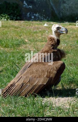 Vautour de Cinereous, vautour de noir, vautour de moine ou vautour de noir eurasien, Mönchsgeier, Aegypius monachus, barátkeselyű Banque D'Images