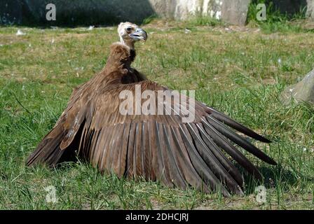 Vautour de Cinereous, vautour de noir, vautour de moine ou vautour de noir eurasien, Mönchsgeier, Aegypius monachus, barátkeselyű Banque D'Images