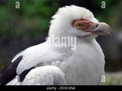 Vautour de palmier, aigle vultuaire, Palmgeier, Gypohierax angolensis, pálmakeselyű Banque D'Images