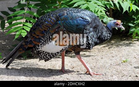 dinde ocellée, Meleagris ocellata, Pfauentruthuhn, Agriocharis ocellata, pávaszemes pulyka Banque D'Images