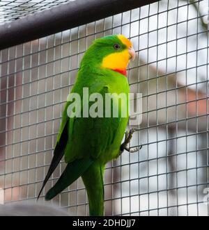 Port Lincoln Parrot - anneau australien Banque D'Images