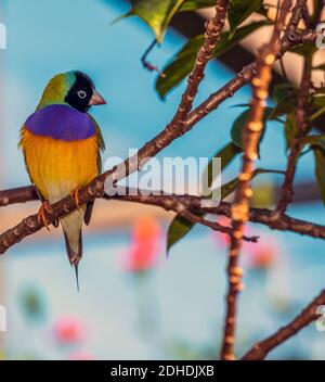 gouldian finch,Chloebia gouldiae,également connu sous le nom de Lady Gouldian finch, Gould's finch ou Rainbow finch, est un oiseau de passereau coloré qui est nati Banque D'Images