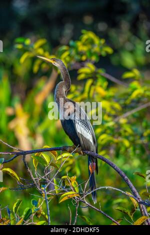 anhinga, Anhinga anhinga, parfois appelé snakebird, darter, darter américain, ou dinde d'eau, est un oiseau d'eau des régions les plus chaudes des Amériques. Banque D'Images