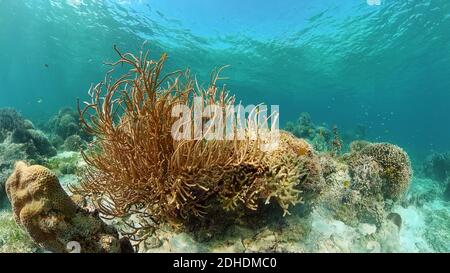 Poissons tropicaux colorés sous l'eau. Poissons et coraux colorés sous l'eau magnifiques et magnifiques dans le récif tropical. Philippines. Banque D'Images