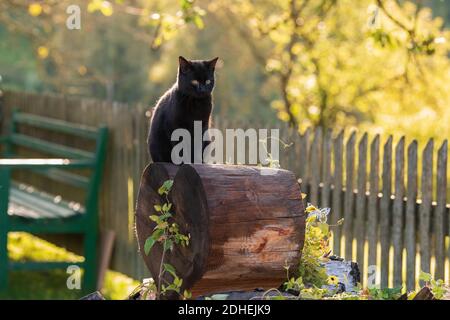 Un chat noir mignon sur un arbre log sur un arrière-plan flou Banque D'Images