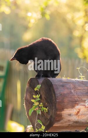 Une photo verticale d'un joli chat noir sur un journal de l'arborescence sur un arrière-plan flou Banque D'Images