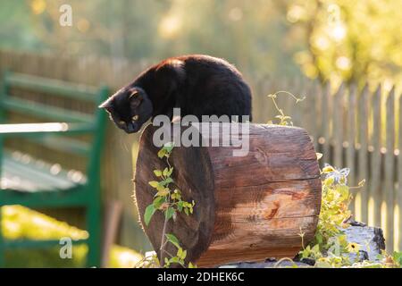 Un chat noir mignon sur un arbre log sur un arrière-plan flou Banque D'Images