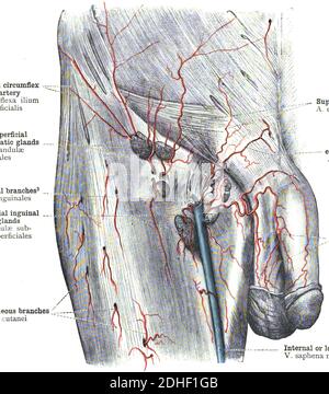 L'anatomie humaine de l'artère fémorale Banque D'Images