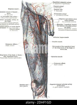 L'anatomie humaine de l'artère fémorale Banque D'Images