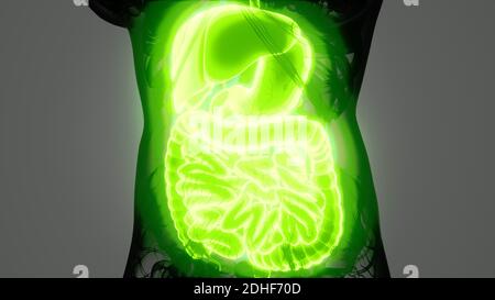 Anatomie détaillée du système digestif humain Banque D'Images