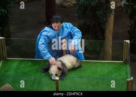La première dame française Brigitte Macron, Rodolphe Delord, directrice du zoo de Beauval, Jean-Baptiste Lemoyne, ministre français des Affaires étrangères, Jean-Pierre Raffarin, assistait à une cérémonie de désignation du bébé Panda né au zoo de Beauval, à Saint-Aignan-sur-cher, en France, le 4 décembre 2017. Le cub de 4 mois s'appelle Yuan Meng, ce qui signifie « la réalisation d'un désir » ou « l'accomplissement d'un rêve ». Photo par Eliot Blondt/ABACAPRESS.COM Banque D'Images