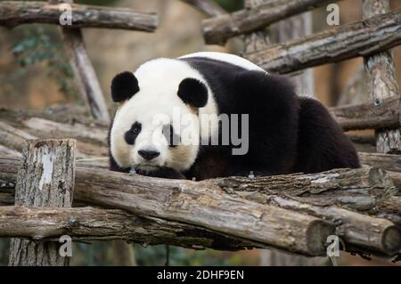 La première dame française Brigitte Macron, Rodolphe Delord, directrice du zoo de Beauval, Jean-Baptiste Lemoyne, ministre français des Affaires étrangères, Jean-Pierre Raffarin, assistait à une cérémonie de désignation du bébé Panda né au zoo de Beauval, à Saint-Aignan-sur-cher, en France, le 4 décembre 2017. Le cub de 4 mois s'appelle Yuan Meng, ce qui signifie « la réalisation d'un désir » ou « l'accomplissement d'un rêve ». Photo par Eliot Blondt/ABACAPRESS.COM Banque D'Images