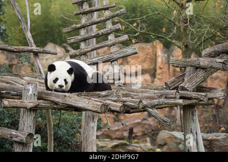 La première dame française Brigitte Macron, Rodolphe Delord, directrice du zoo de Beauval, Jean-Baptiste Lemoyne, ministre français des Affaires étrangères, Jean-Pierre Raffarin, assistait à une cérémonie de désignation du bébé Panda né au zoo de Beauval, à Saint-Aignan-sur-cher, en France, le 4 décembre 2017. Le cub de 4 mois s'appelle Yuan Meng, ce qui signifie « la réalisation d'un désir » ou « l'accomplissement d'un rêve ». Photo par Eliot Blondt/ABACAPRESS.COM Banque D'Images