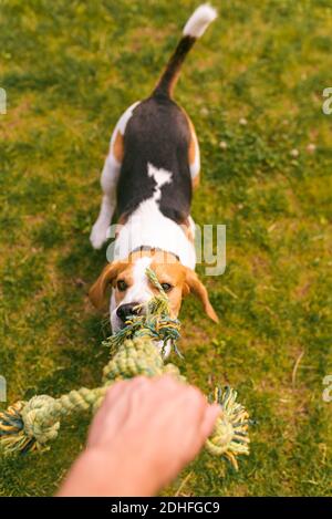 Chien beagle tire une corde et le jeu de Tug-of-War avec le propriétaire Banque D'Images