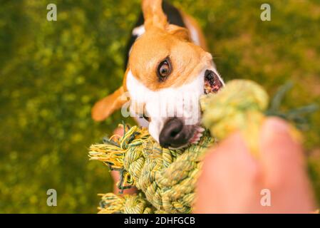 Chien beagle tire une corde et le jeu de Tug-of-War avec le propriétaire Banque D'Images