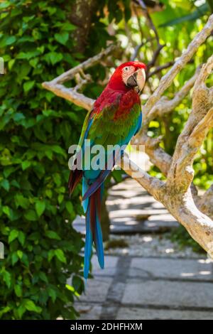 Dans l'île de Bali Indonésie Parrot Banque D'Images