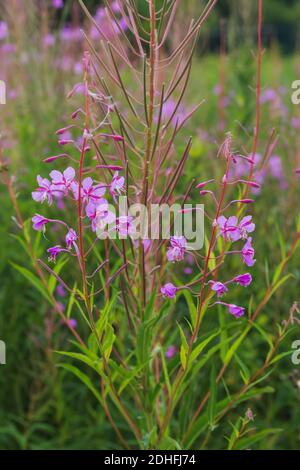 Fleurs violet Banque D'Images