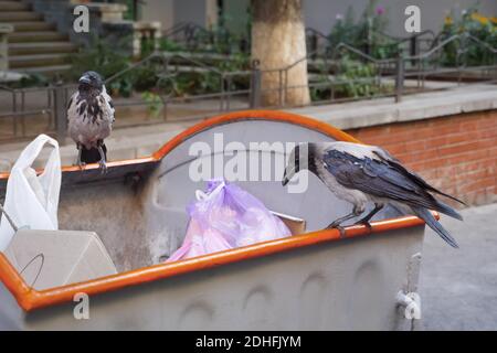 Raven et ville. Oiseau sur les ordures. Le gaspillage est de la nourriture pour les animaux. Corneilles sur déchets. Animaux dans les poubelles. BirdLife City. Oiseaux de ville à la recherche de nourriture. Crow Banque D'Images