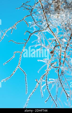 Les branches d'arbres sont couvertes de glace étincelante et de glaçons sur le fond bleu du ciel. Temps gelé et enneigé. Belles scènes d'hiver. Arrière-plan naturel. Banque D'Images