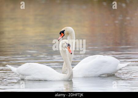 Couple de cygnes formant le cœur sur l'étang Banque D'Images