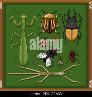 Ensemble de différents insectes dans l'illustration d'arrière-plan de cadre en bois Illustration de Vecteur