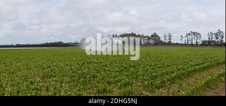 Terres agricoles irriguées, North Canterbury, South Island Nouvelle-Zélande. Un champ de jeunes pousses de maïs est arrosé par arrosage sprinkleur. Banque D'Images