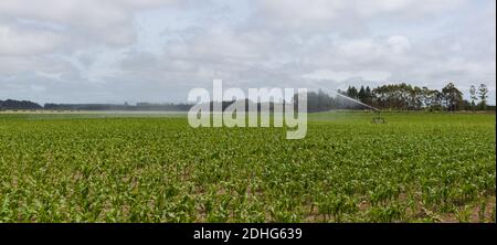 Terres agricoles irriguées, North Canterbury, South Island Nouvelle-Zélande. Un champ de jeunes pousses de maïs est arrosé par arrosage sprinkleur. Banque D'Images