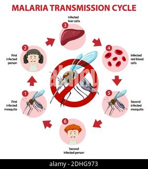 Illustration de l'infographie sur le cycle de transmission du paludisme et les symptômes Illustration de Vecteur