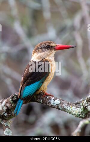 Réserve de gibier à capuchon brun de Kingfisher Halcyon albiventris Mkuze, Kwzulu-Natal, Afrique du Sud 25 août 2018 Adulte Alcedinidae Banque D'Images