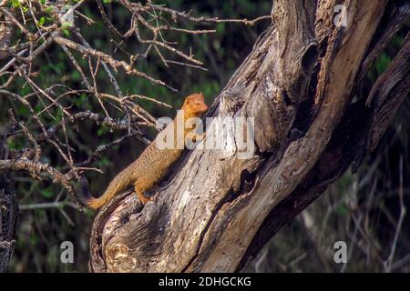 Slender Mongoose Galerella sanguinea Mkuzi Game Reserve, KwaZulu Natal, Afrique du Sud 25 août 2018 Adulte Herpestidae alias à bout noir M Banque D'Images