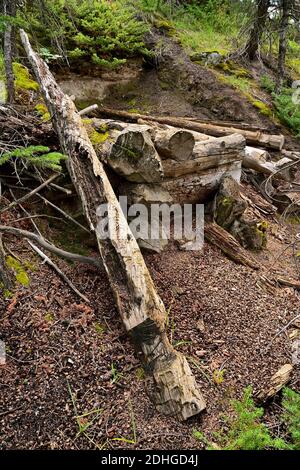 Une cabane en rondins construite au cours des années 1700 le long de la rivière Athabasca, dans le parc national Jasper, qui a été une route de voyage importante au cours de cette période Banque D'Images