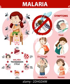 Illustration de l'infographie sur le cycle de transmission du paludisme et les symptômes Illustration de Vecteur