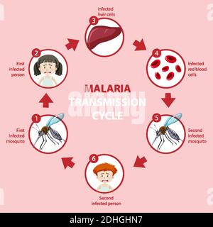 Illustration de l'infographie sur le cycle de transmission du paludisme et les symptômes Illustration de Vecteur