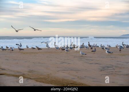Coucher de soleil sur la plage et troupeau d'oiseaux, pélicans et mouettes Banque D'Images
