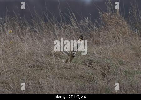 Petits hiboux élevés en vol au-dessus de la chasse au foin Banque D'Images