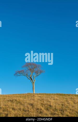 Arbre de hêtre d'hiver au coucher du soleil sur Roundway Hill dans les Wessex Downs. Vale de Pewsey, Wiltshire, Angleterre Banque D'Images