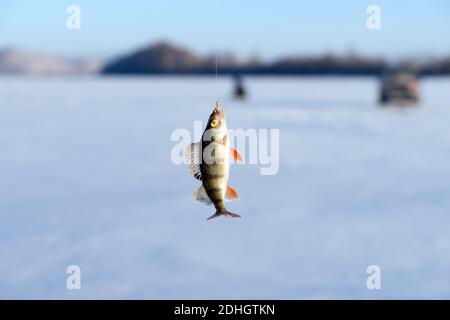 Perche, juste attrapée du trou, accrochée à un crochet sur le fond du lac pendant la pêche d'hiver. Banque D'Images