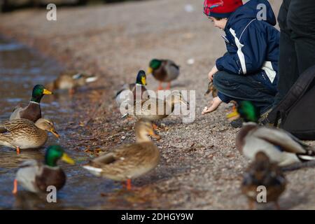 Titisee-Neustadt, Allemagne - 10 30 2012: Famille avec un jeune garçon nourrissant des canards sur le lac Titisee lors d'une belle journée d'automne froide et ensoleillée Banque D'Images