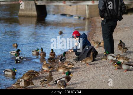 Titisee-Neustadt, Allemagne - 10 30 2012: Famille avec un jeune garçon nourrissant des canards sur le lac Titisee lors d'une belle journée d'automne froide et ensoleillée Banque D'Images